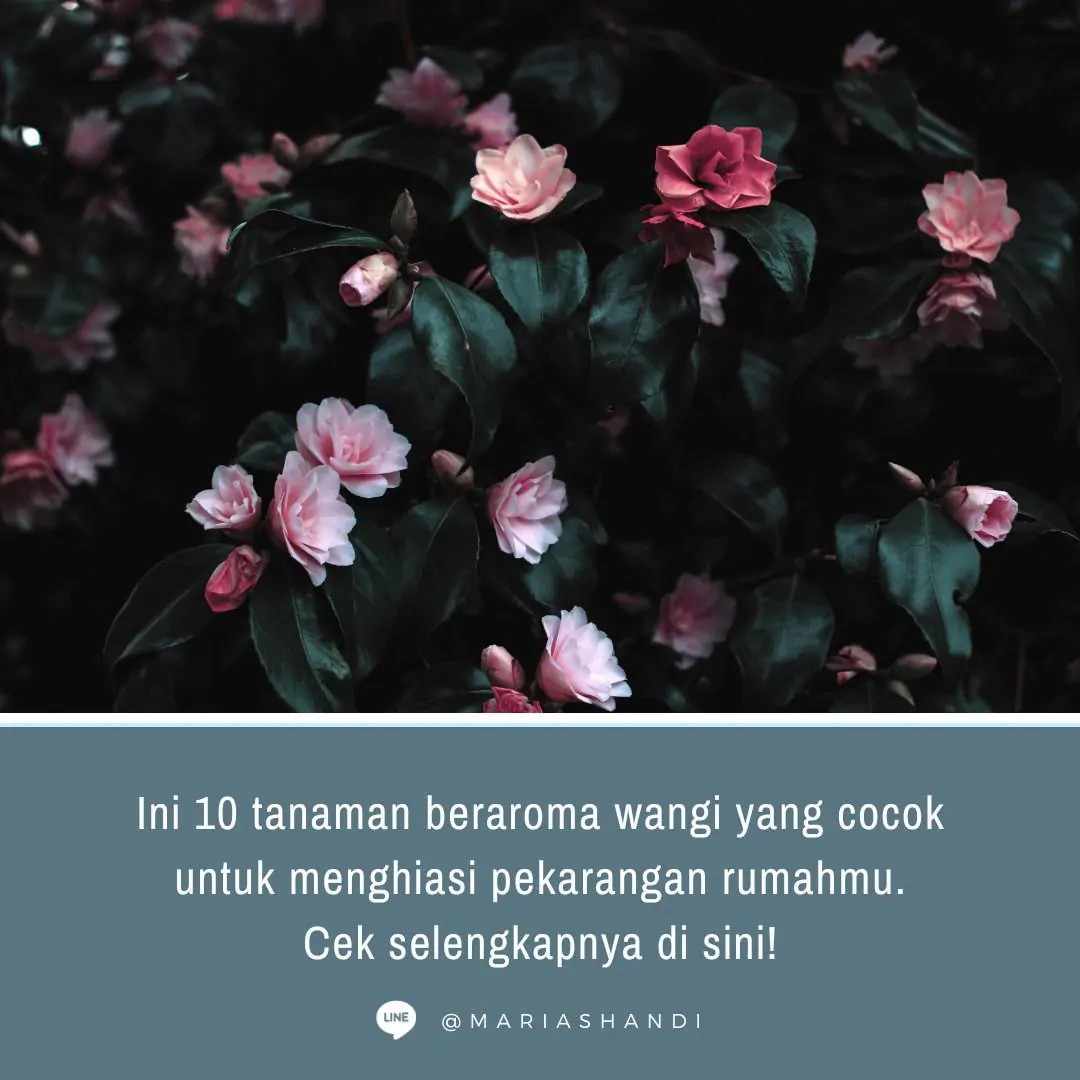 Tanaman Hias Wangi yang Cocok untuk Rumah